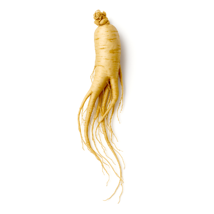 Astragalus