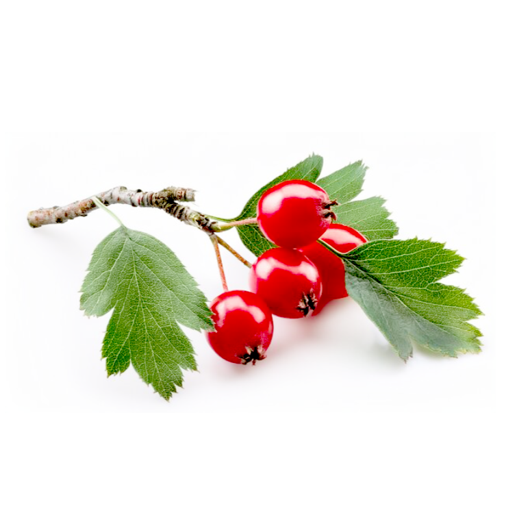 Hawthorn Berry