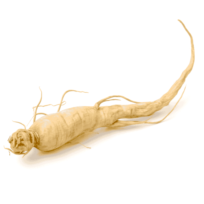 Panax Ginseng