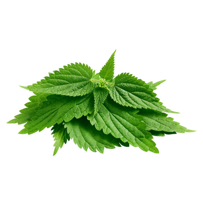 Stinging Nettle