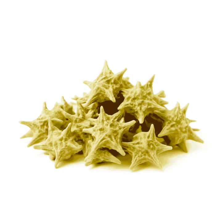 Tribulus Terrestris