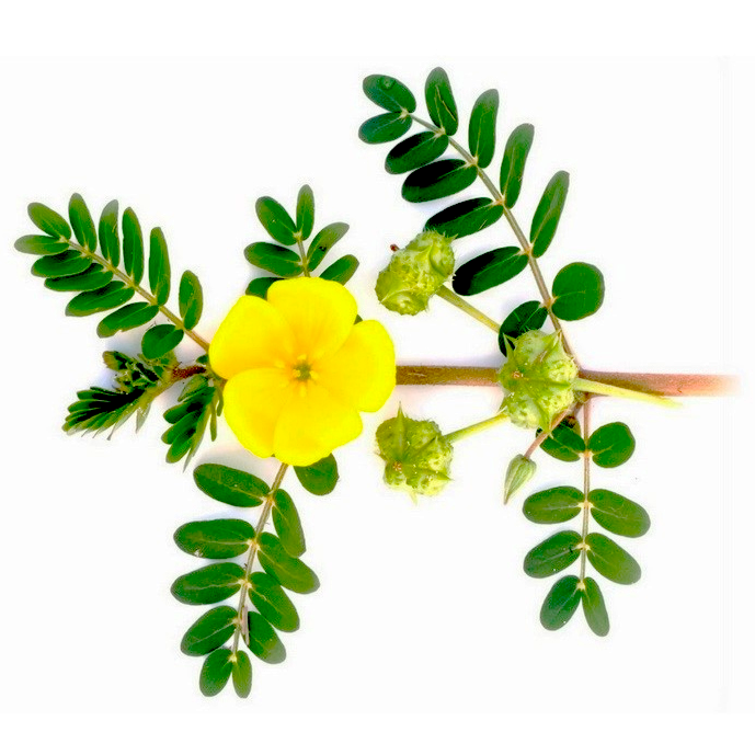 Tribulus Terrestris