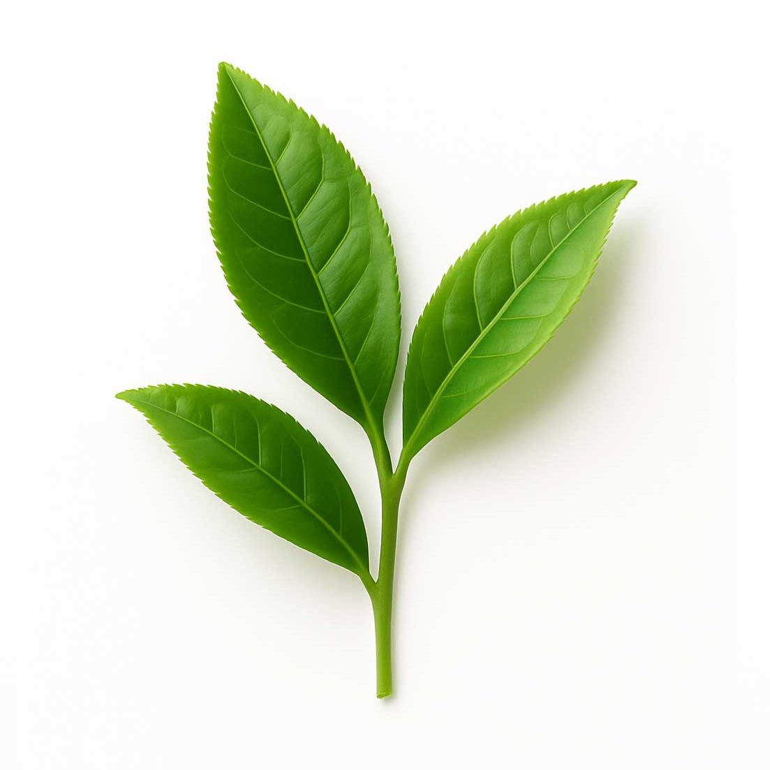 Caffeine