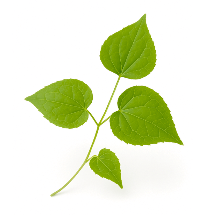 Horny Goat Weed (Icariin)